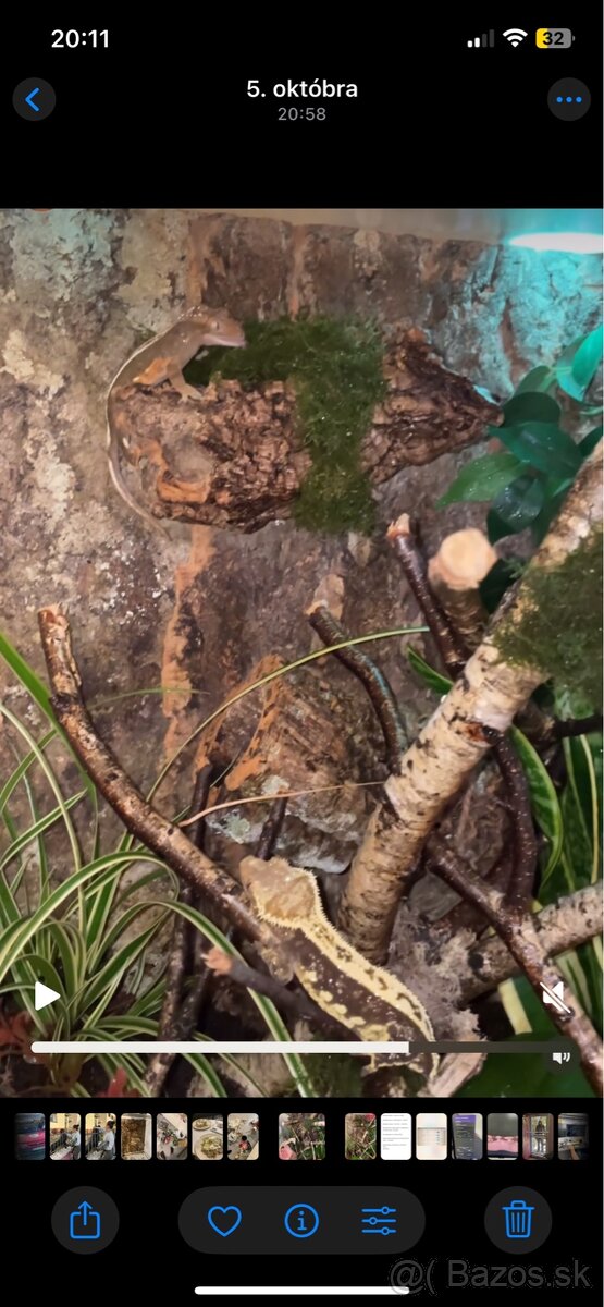 Tri pagekóny riasnaté-samec a dve samičky