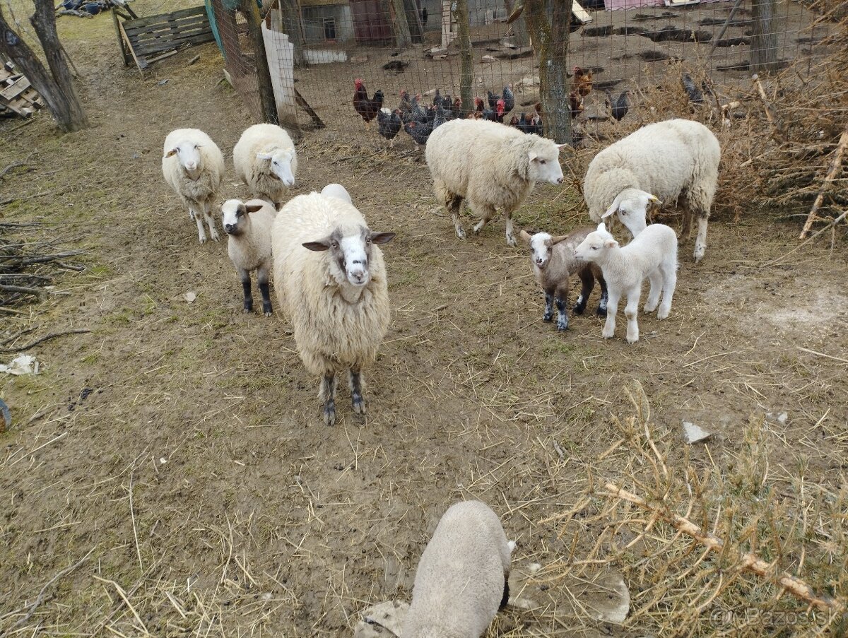 Predám ovce a jahňatá.