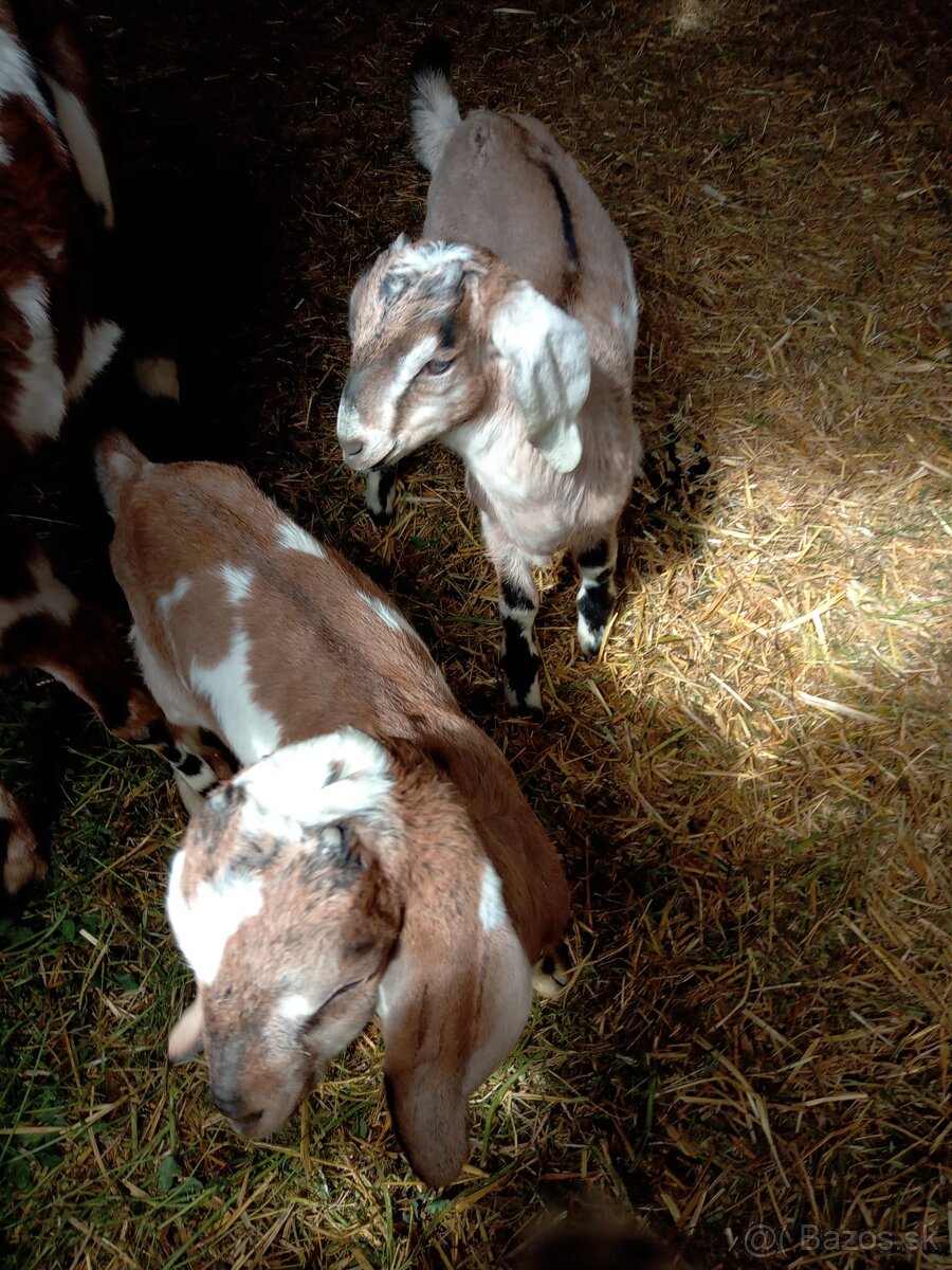 Anglonubiske kozy