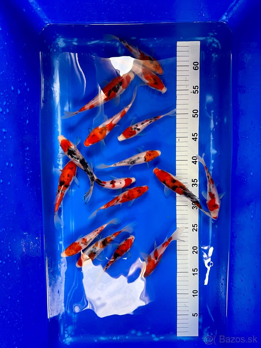 Predaj KOI kaprov SANKE 12-15cm 18€