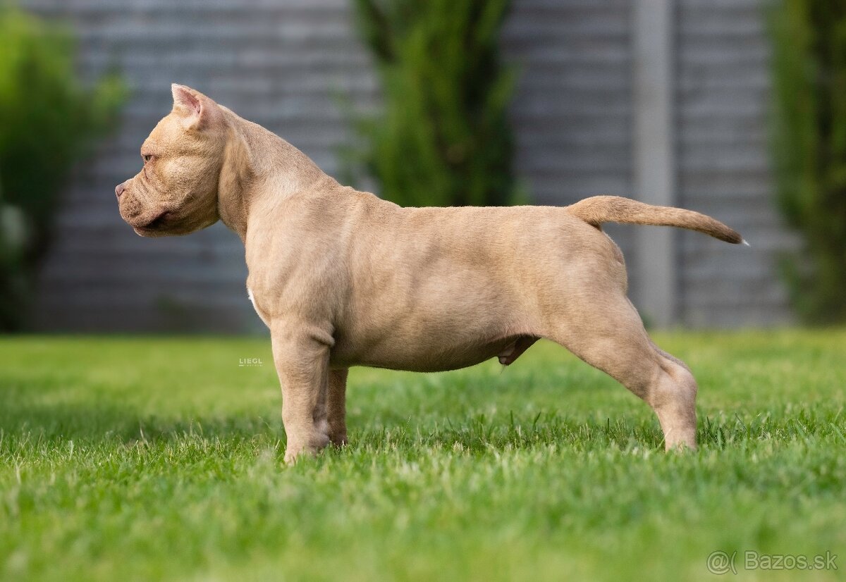 American bully s PP
