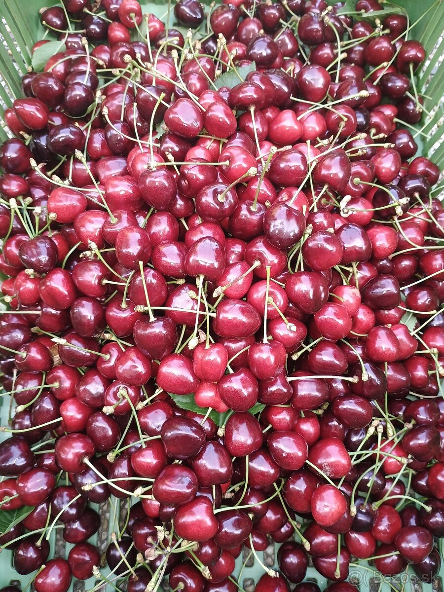 Čerešne