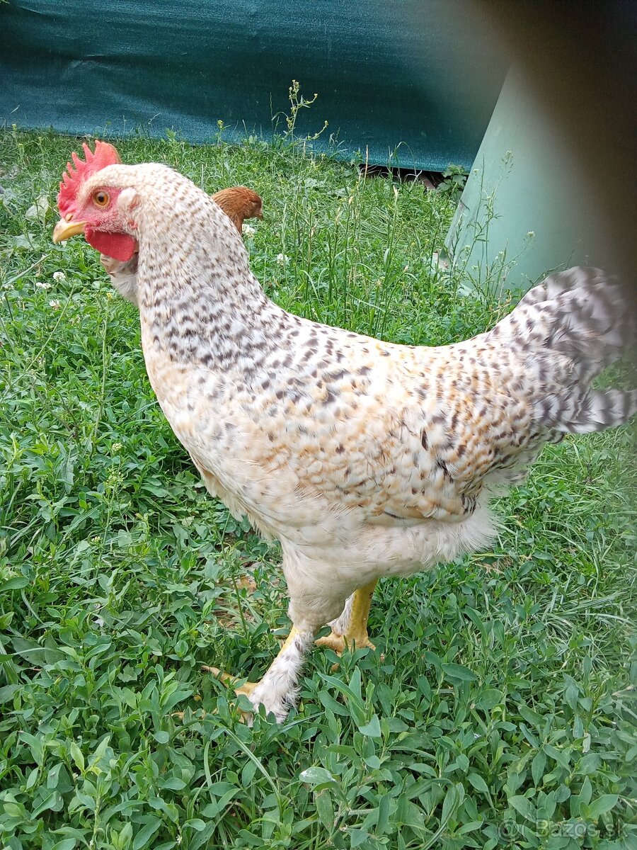 Mladý kohút