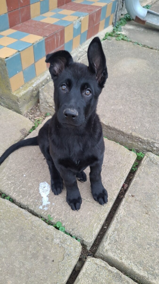 Nemecký x Belgický ovčiak