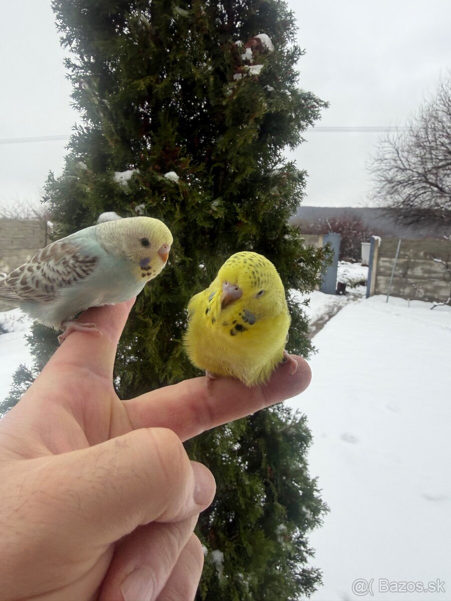 Andulky mlada Maznačik
