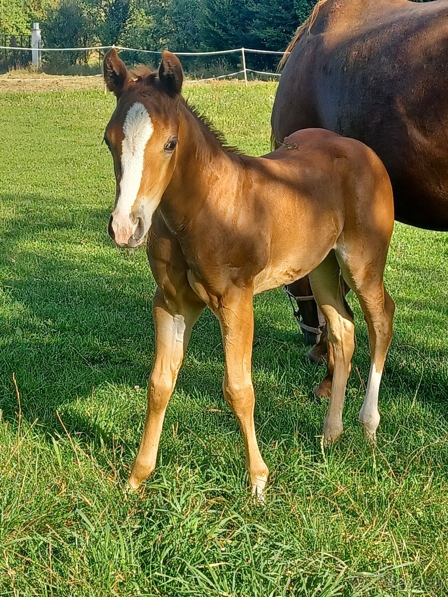 Klisnička Quarter horse