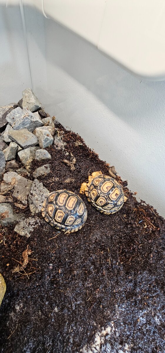 Korytnačky a komplet vybavením