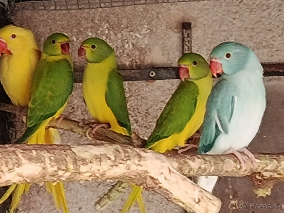 Predám 1:0 ALEX.VELKÝ LUTINO RED FACTOR 2024