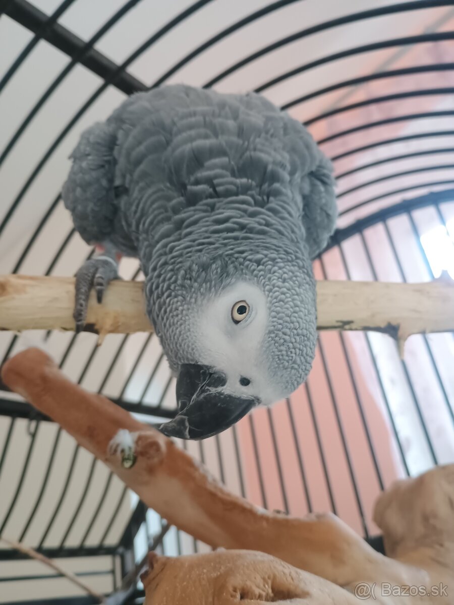 Papagáj sivý Žako