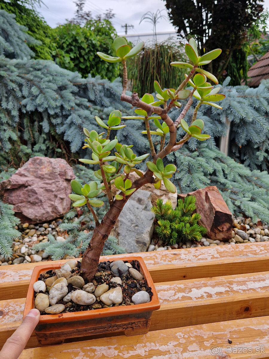 Sukulentný bonsaj 2 - tučnolist s bonsaj miskou