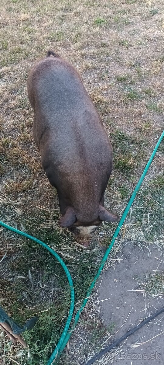 Eladó