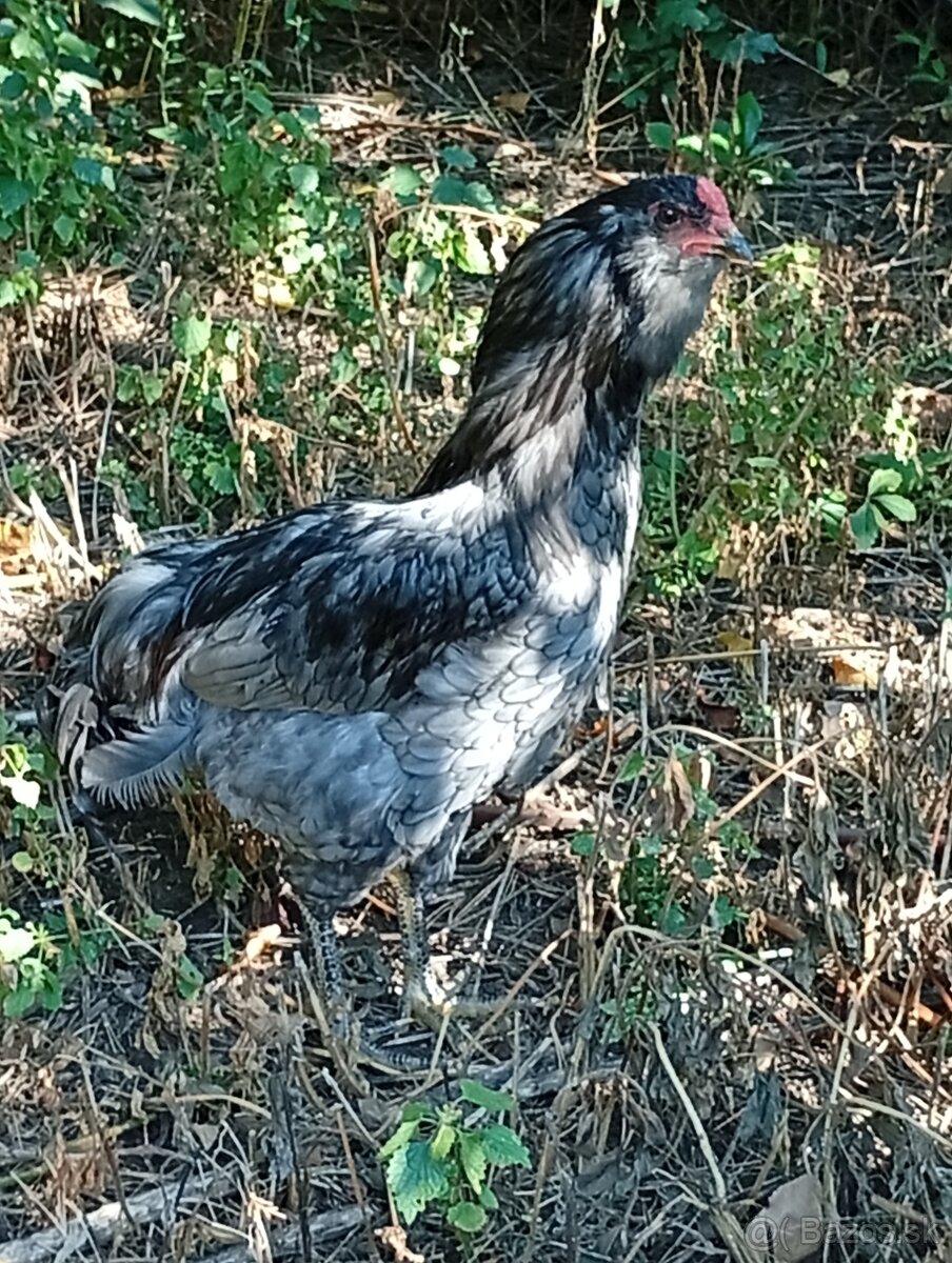 Araucana kohút