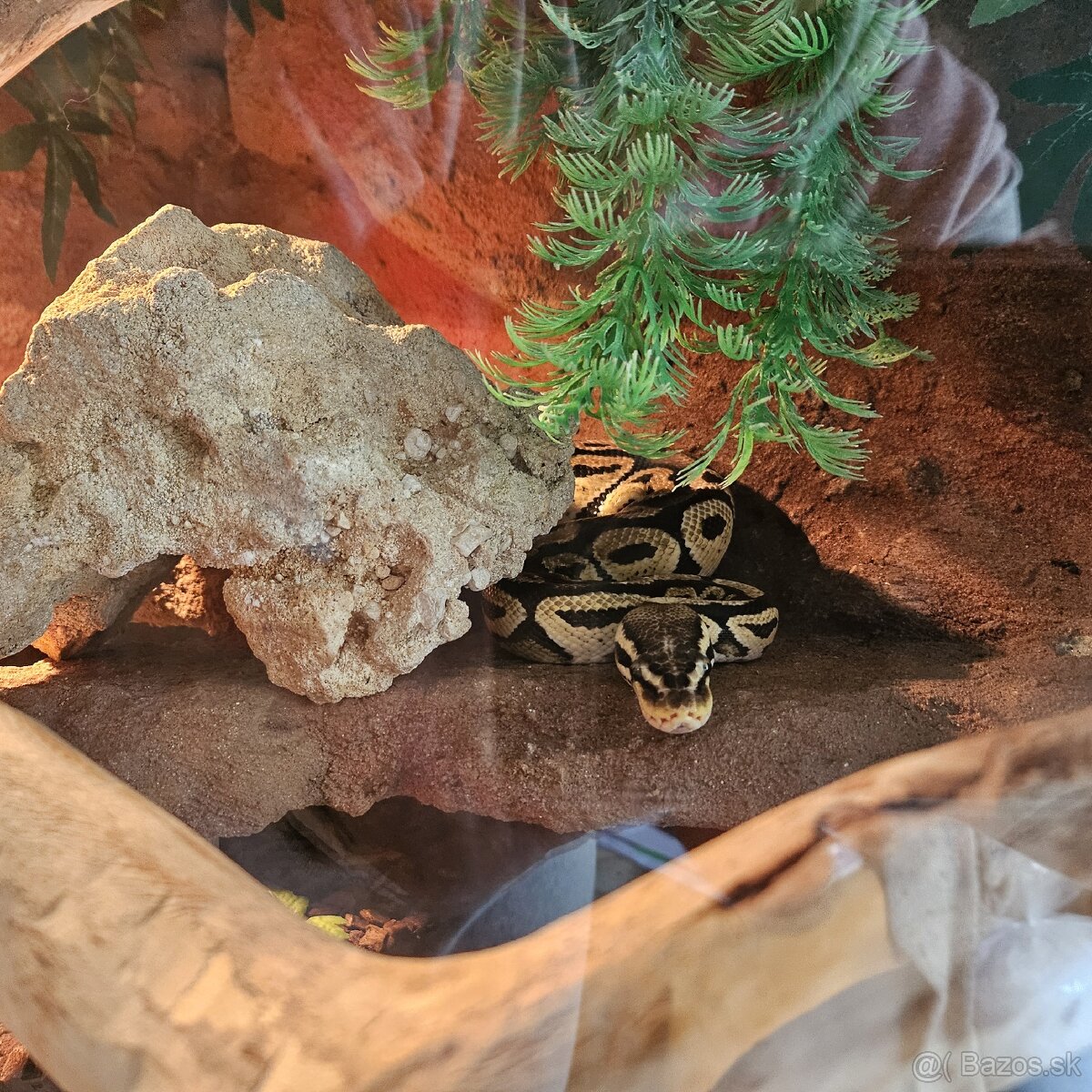 Python kráľovský