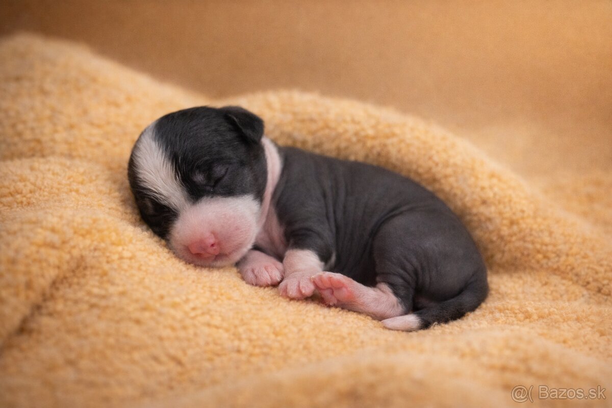 Čínsky chocholatý pes s PP