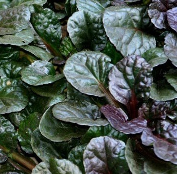 Ajuga relrans