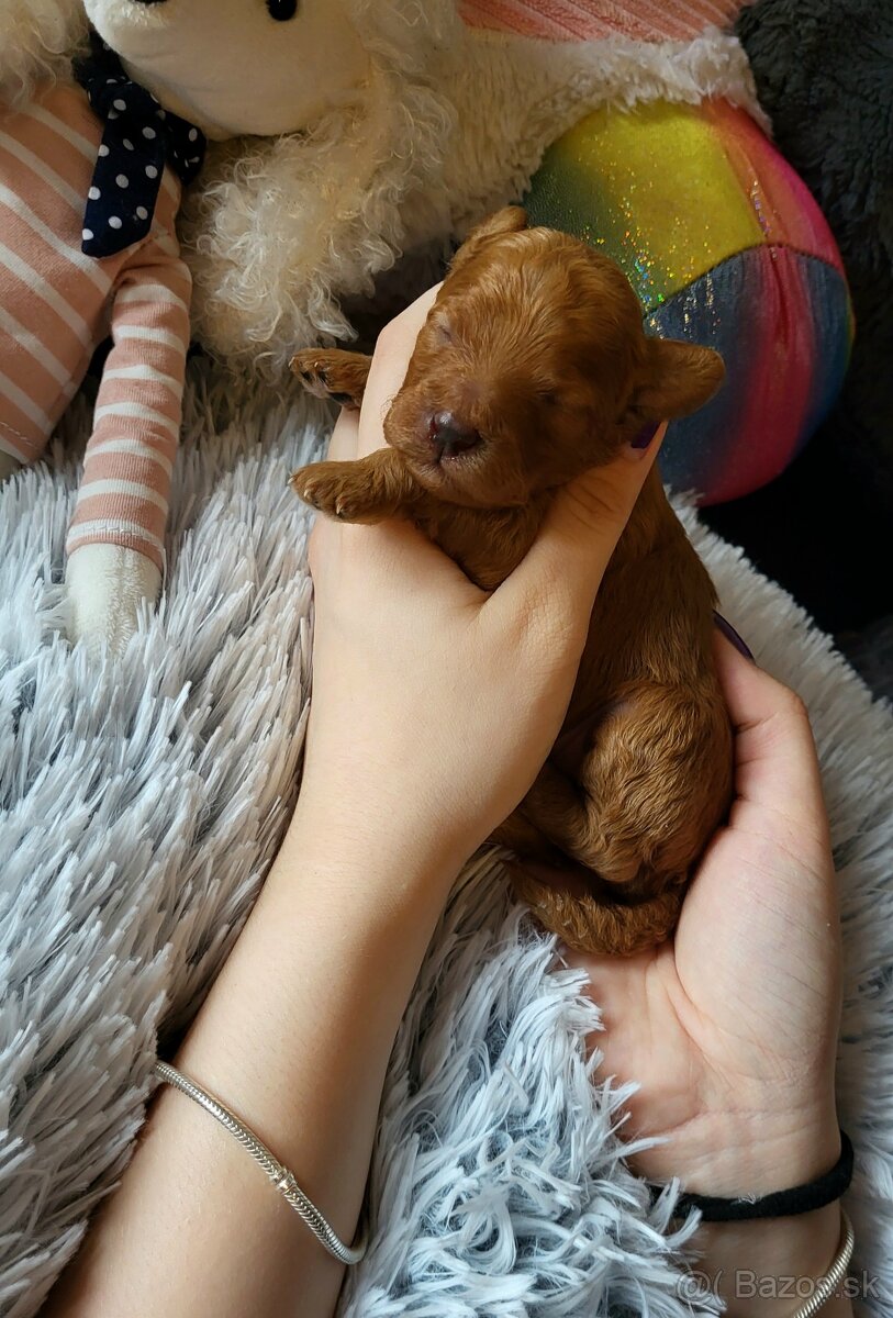 Pudel Pudlik toy trpasličí posledná fenočka ❤️