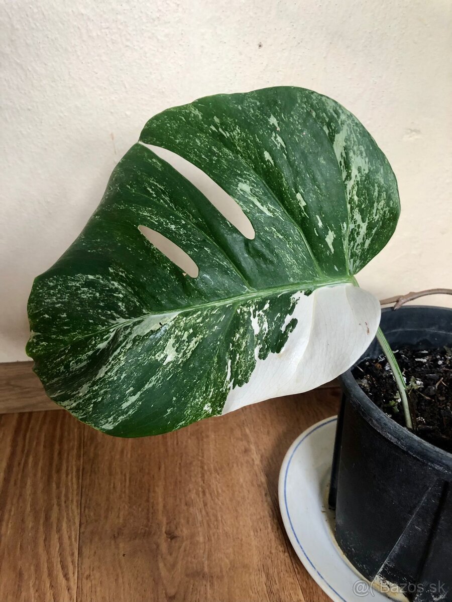 Monstera albo variegta