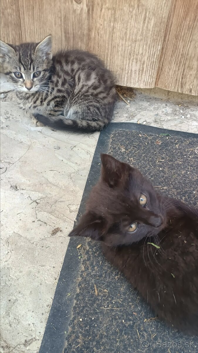 Maciatka Kocurikovia