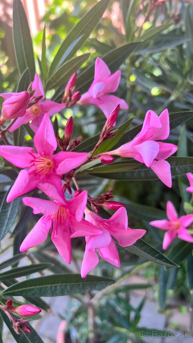 Krásny ružový Oleander