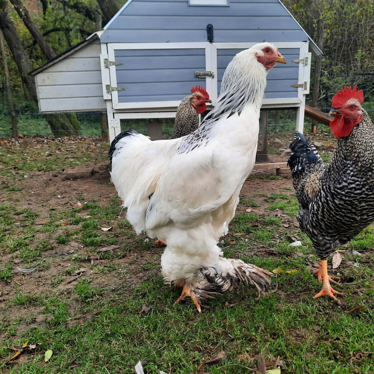 Brahmanka veľká biela- Columbia
