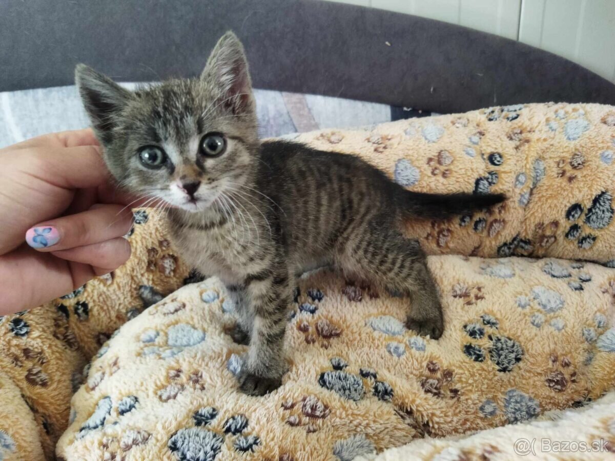Mačiatka 3 mesacne