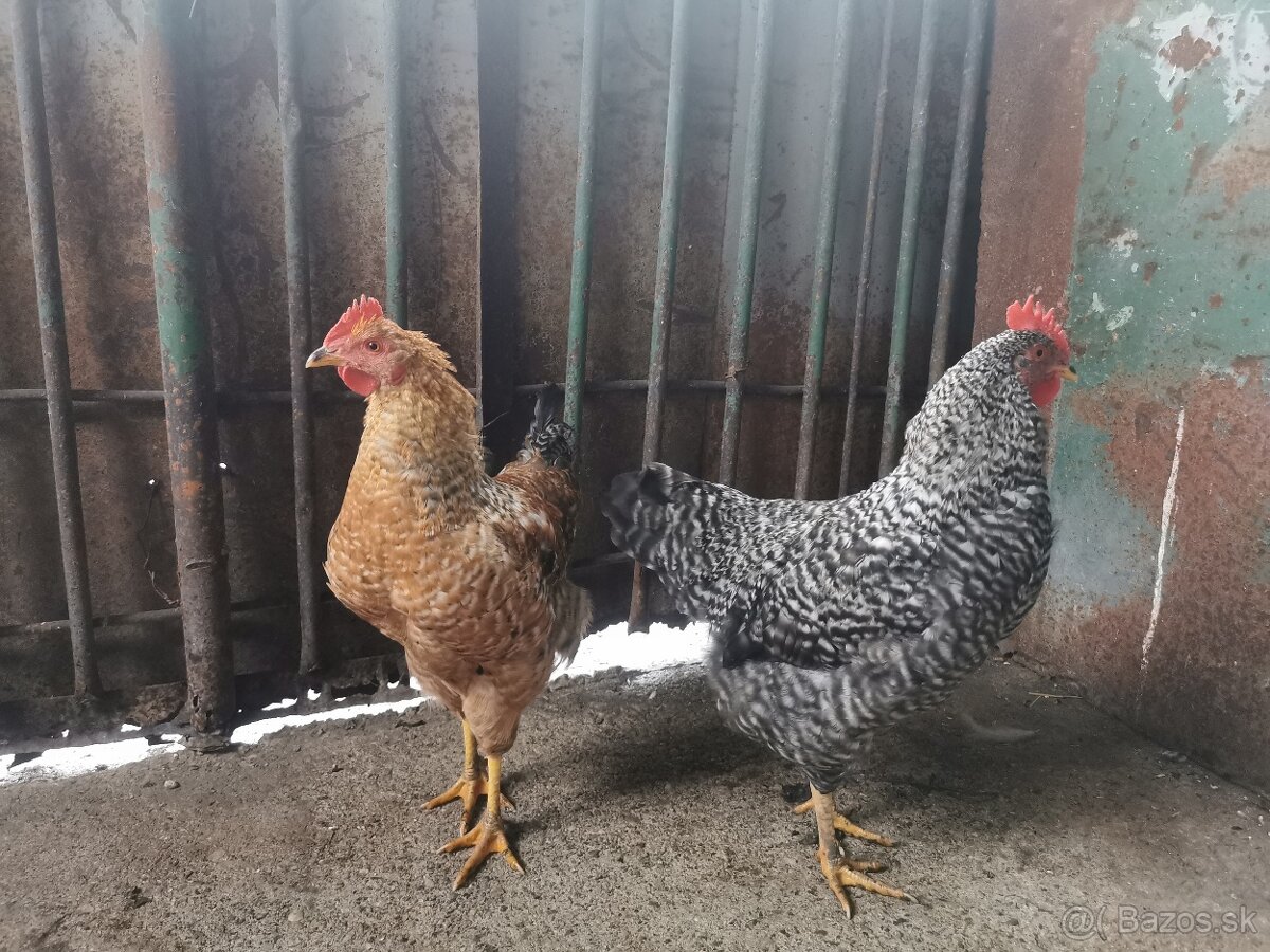 Predám mladých kohútov