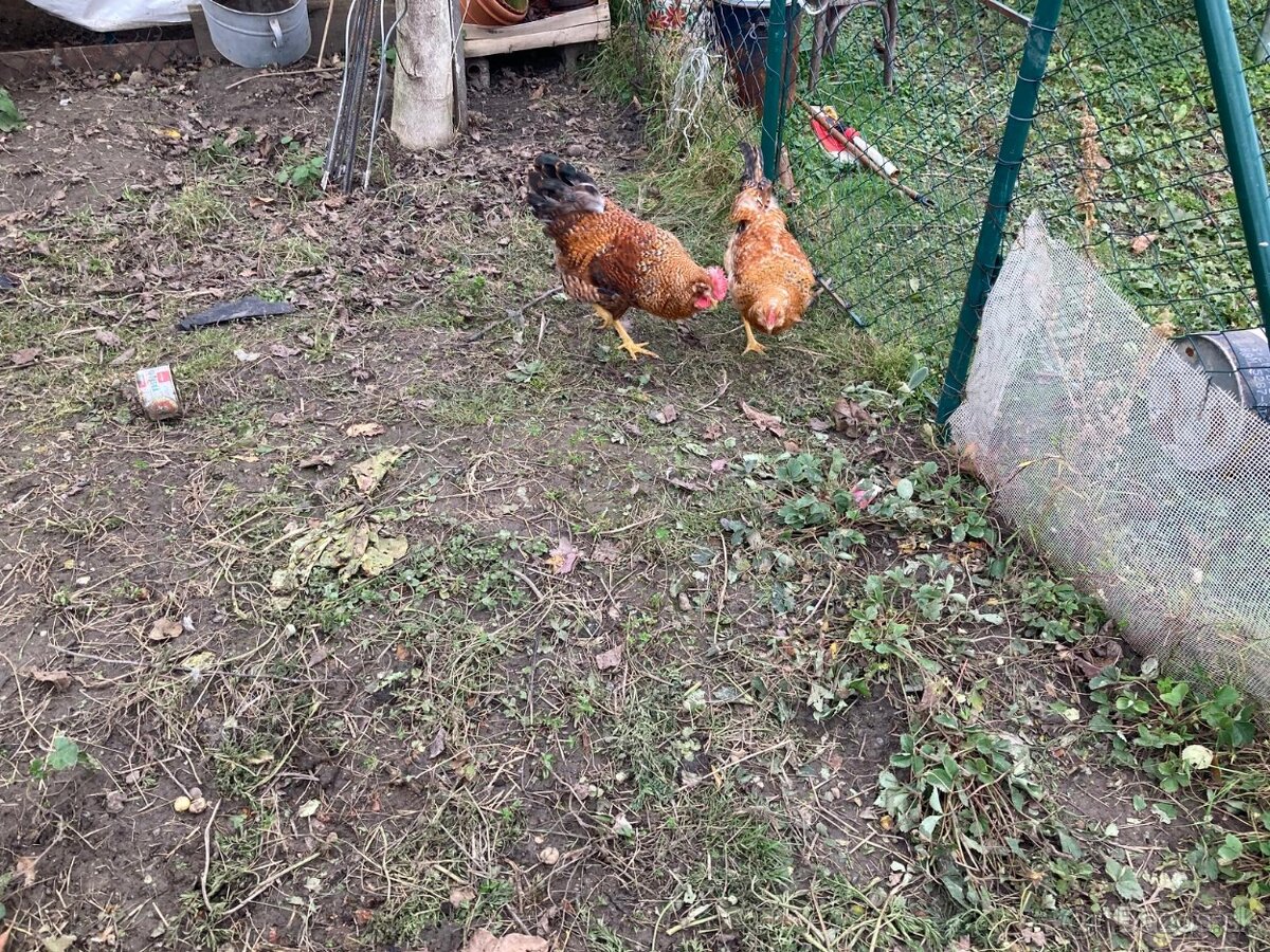 Predaj kohútov mladé