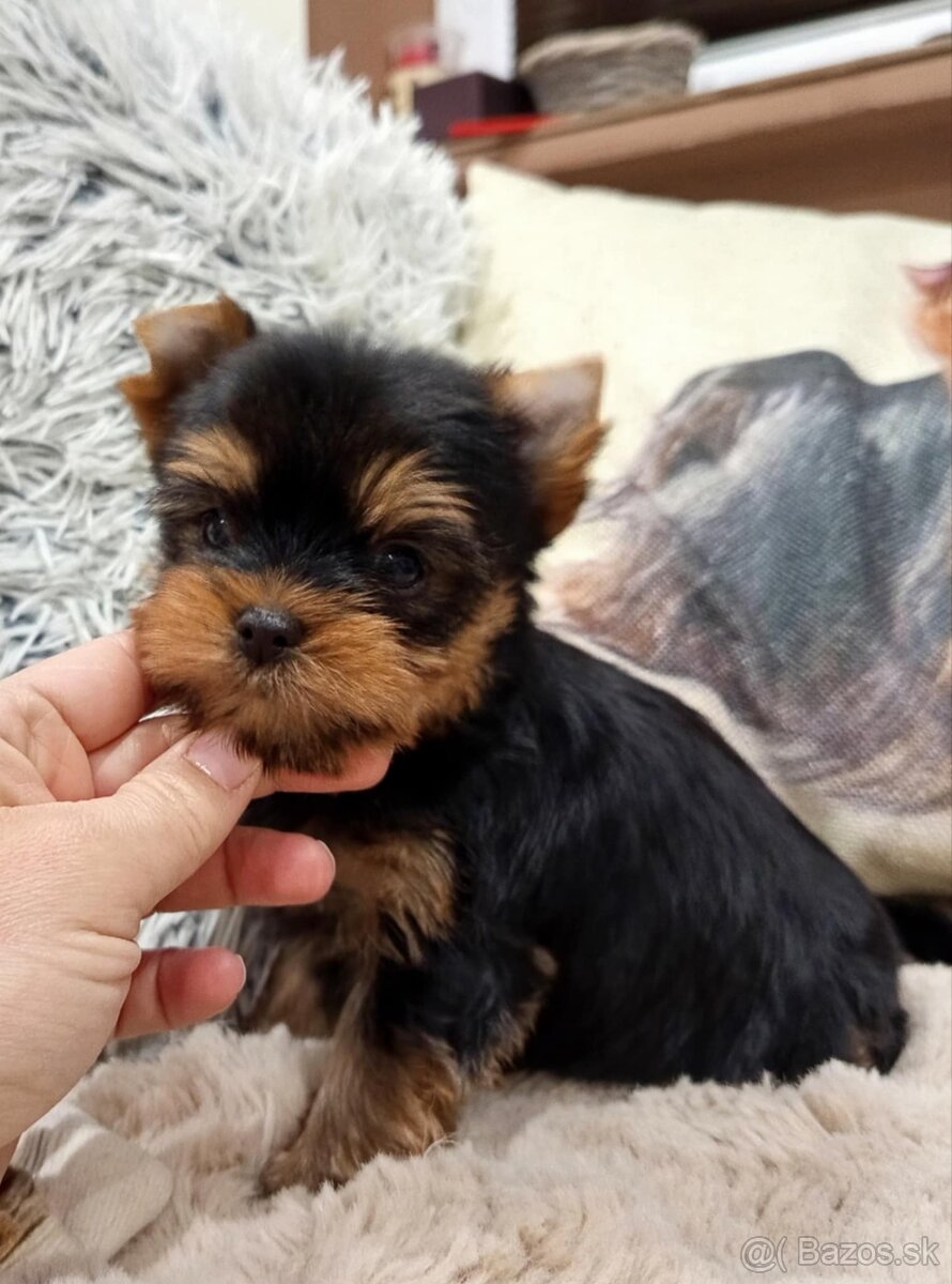 Yorkshire terrier - šteniatka s PP