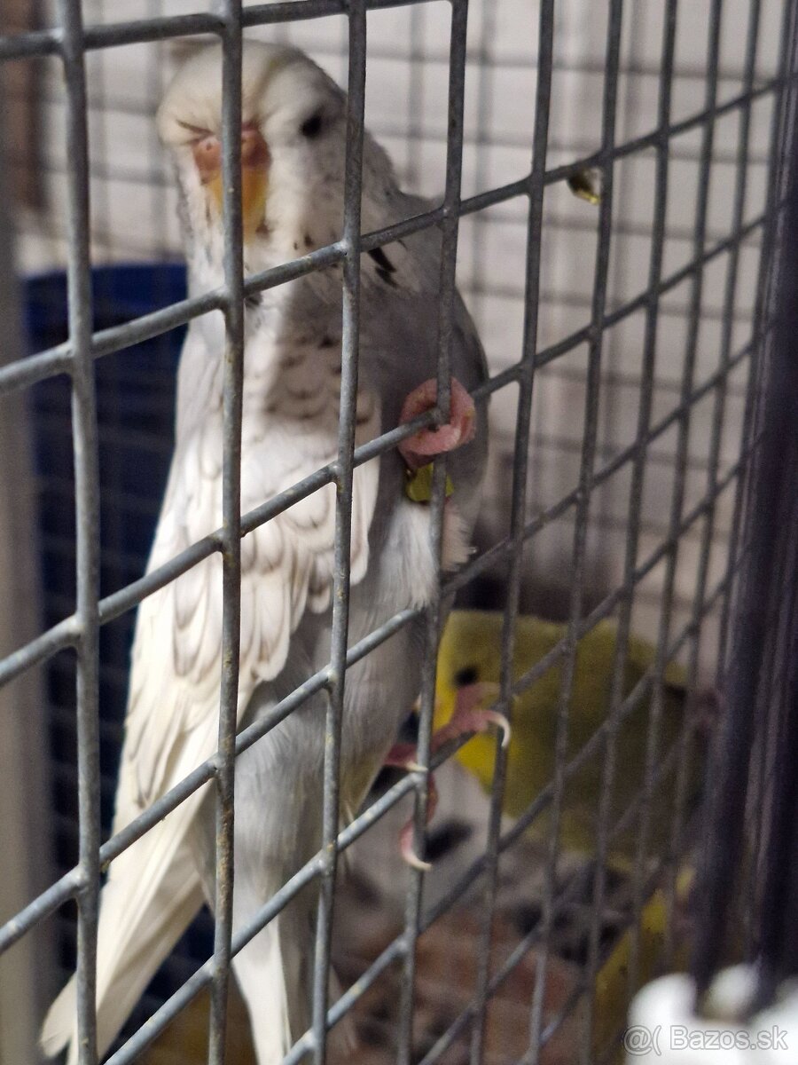 Predám andulky po polovystavnych rodičoch