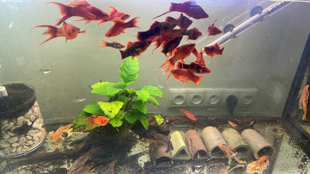 Xiphophorus Red Ruby