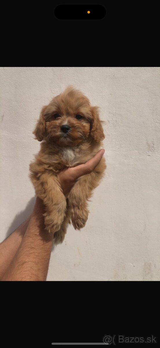 Cavapoo(cavalier+Pudel )