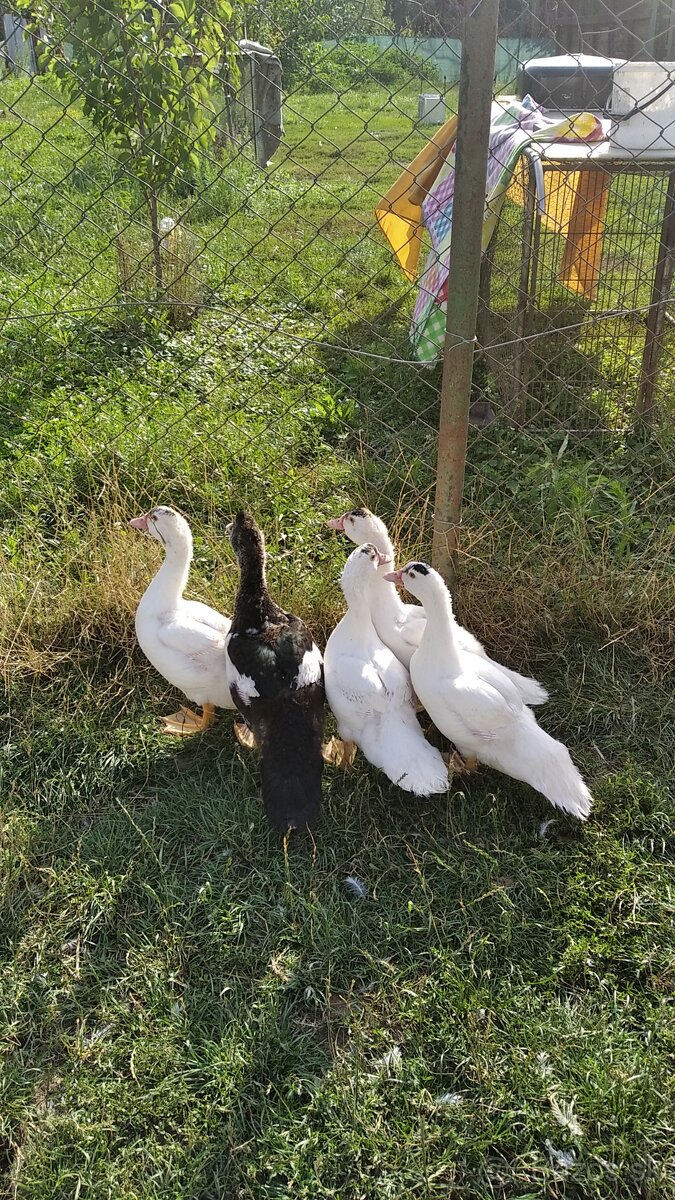 Čínske kacky