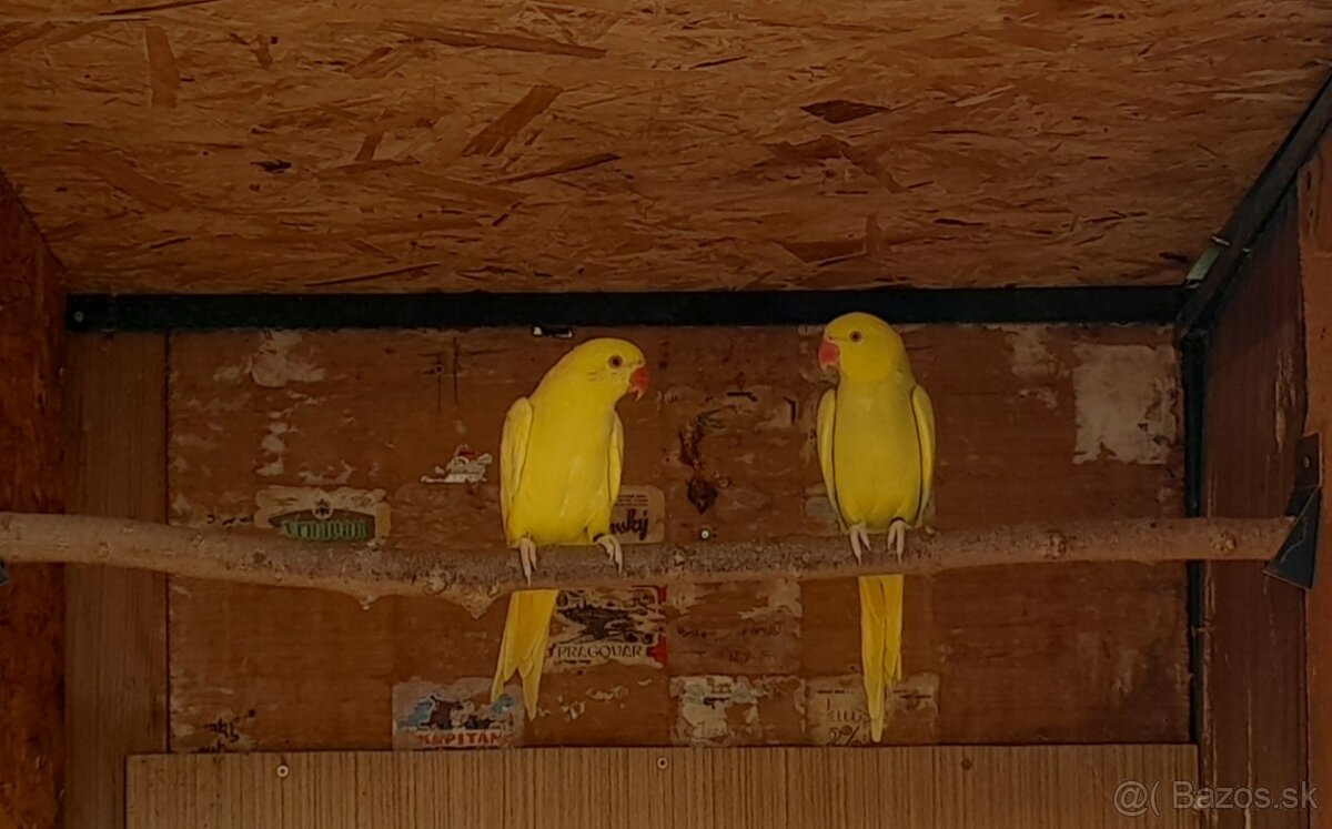 Alexander maly lutino