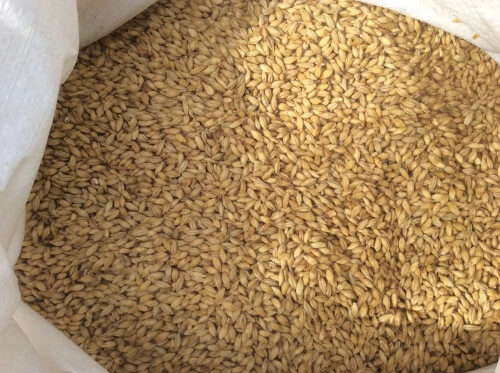 Pšenica Kukurica