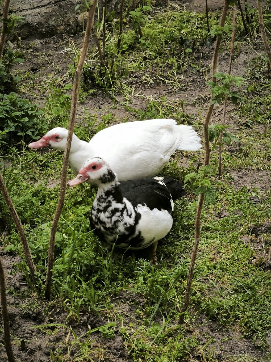 Pyžmovka
