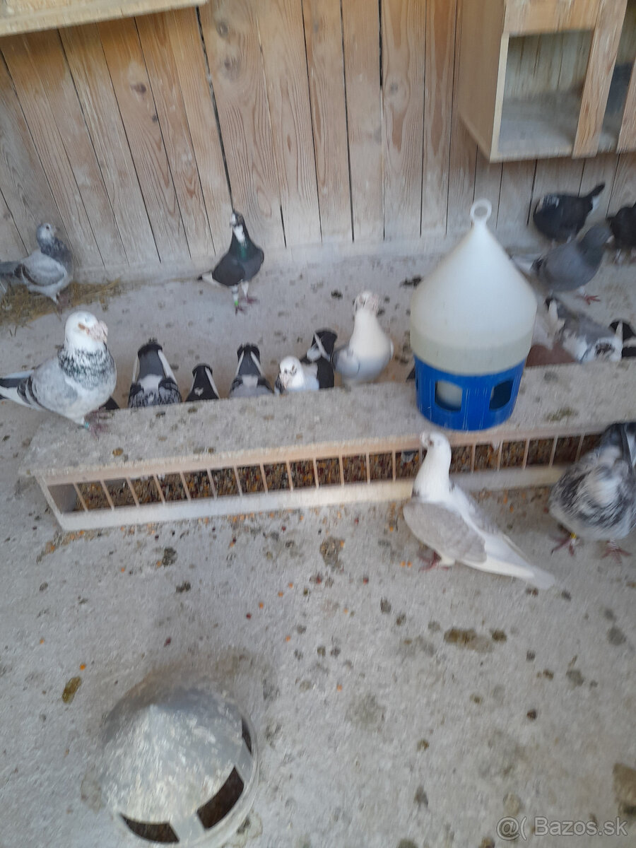 Postove a Staropolske holuby