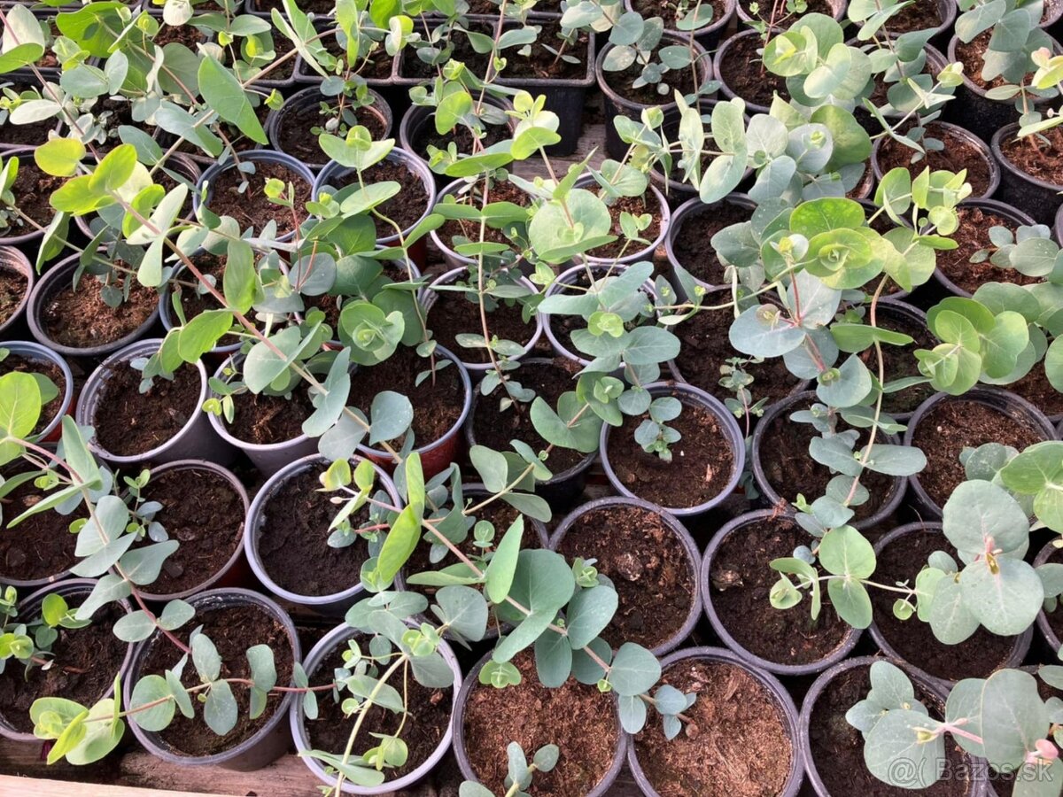 Eukalyptus gunnii