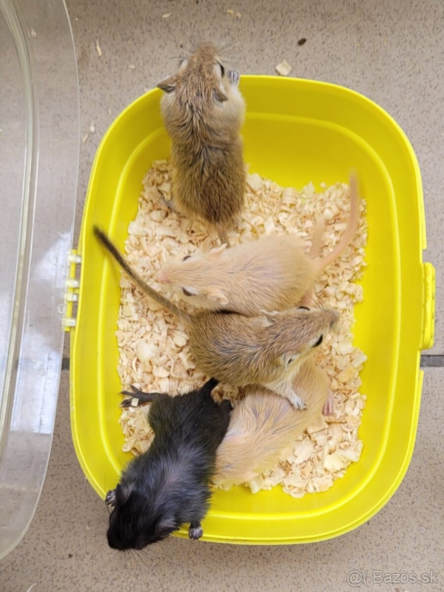 Predám mláďatká pieskomilov