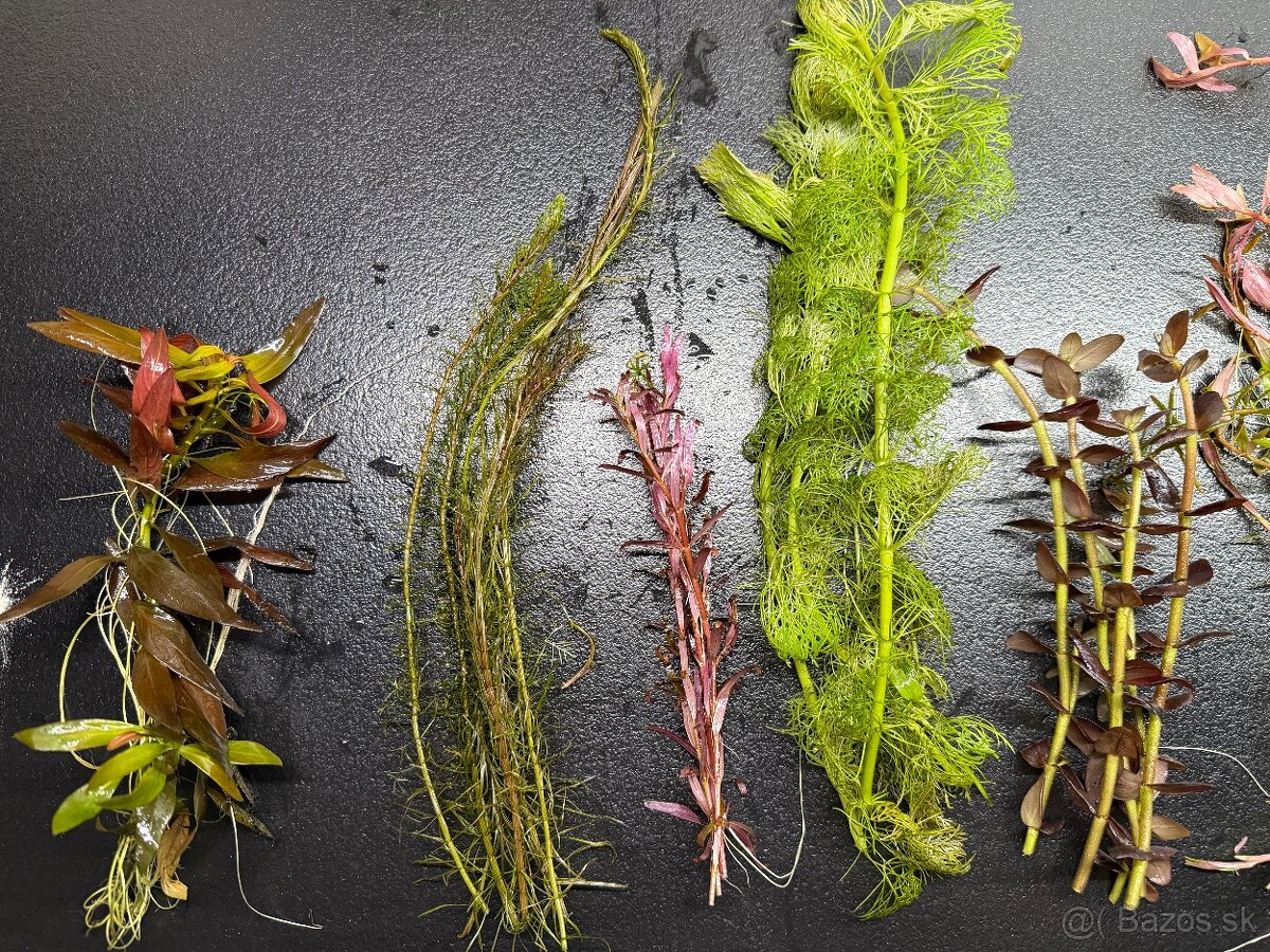 Rastlinky do akva / krevetaria