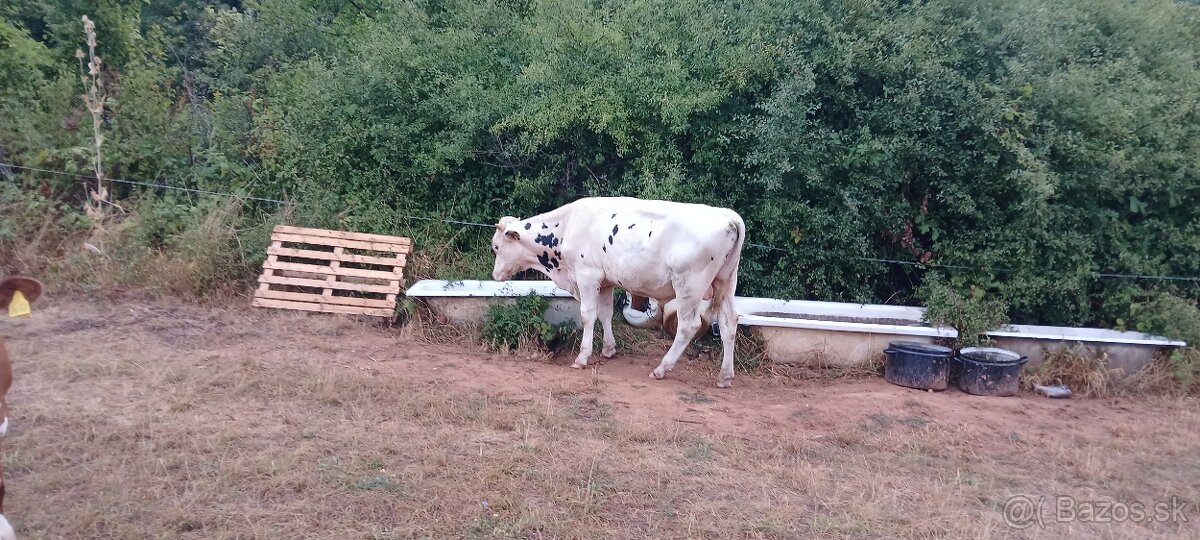 Predám býka