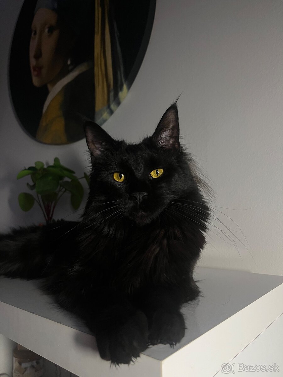 Mačka Maine Coon