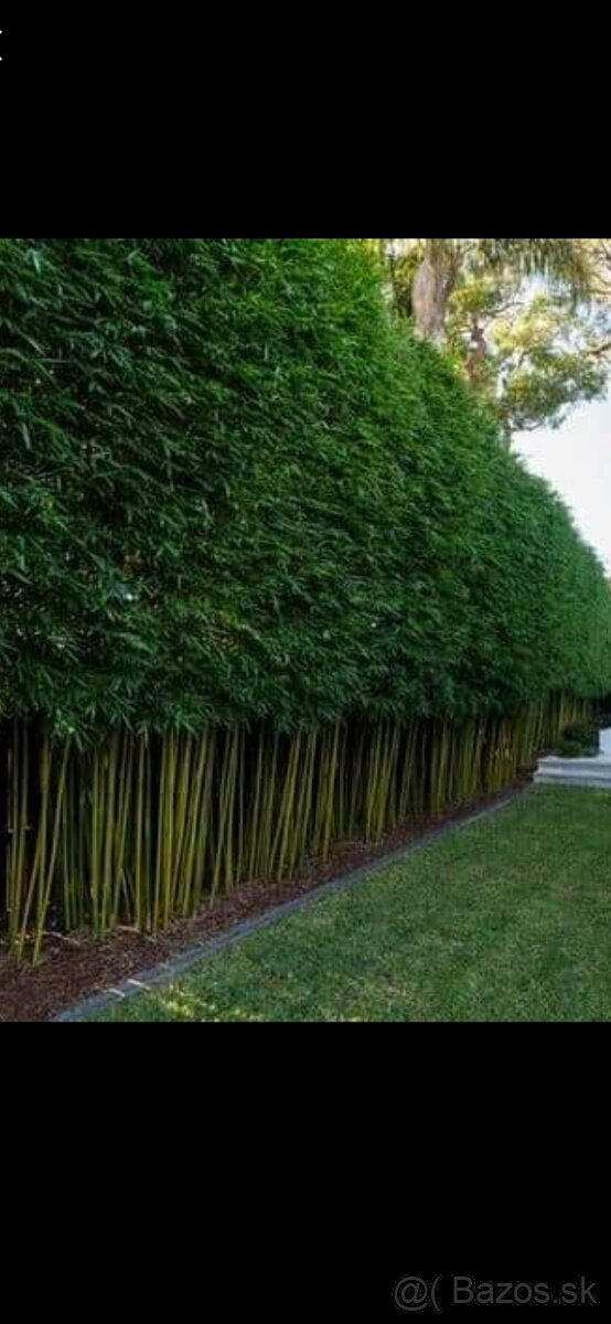 1-4 metrové bambusy na živý plot Predám vždy zelený bambus -