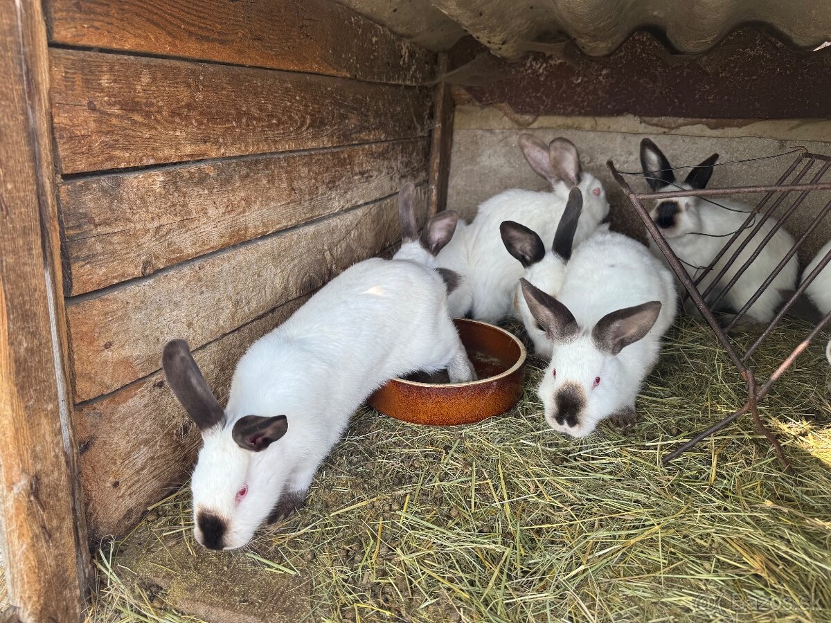 Kalifornský kralik