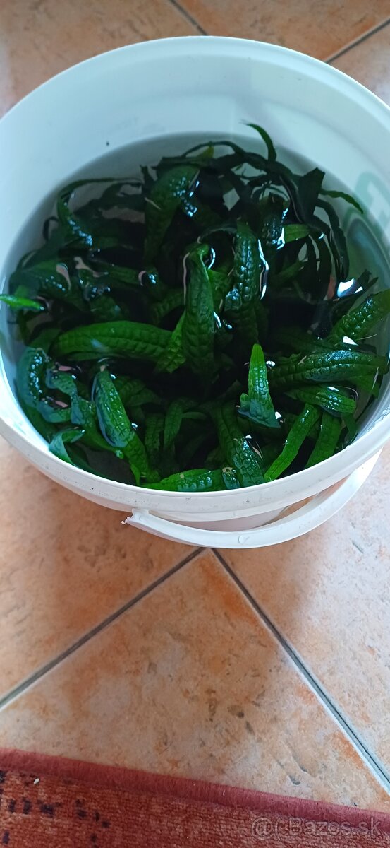 Rastlinky do akvária predám