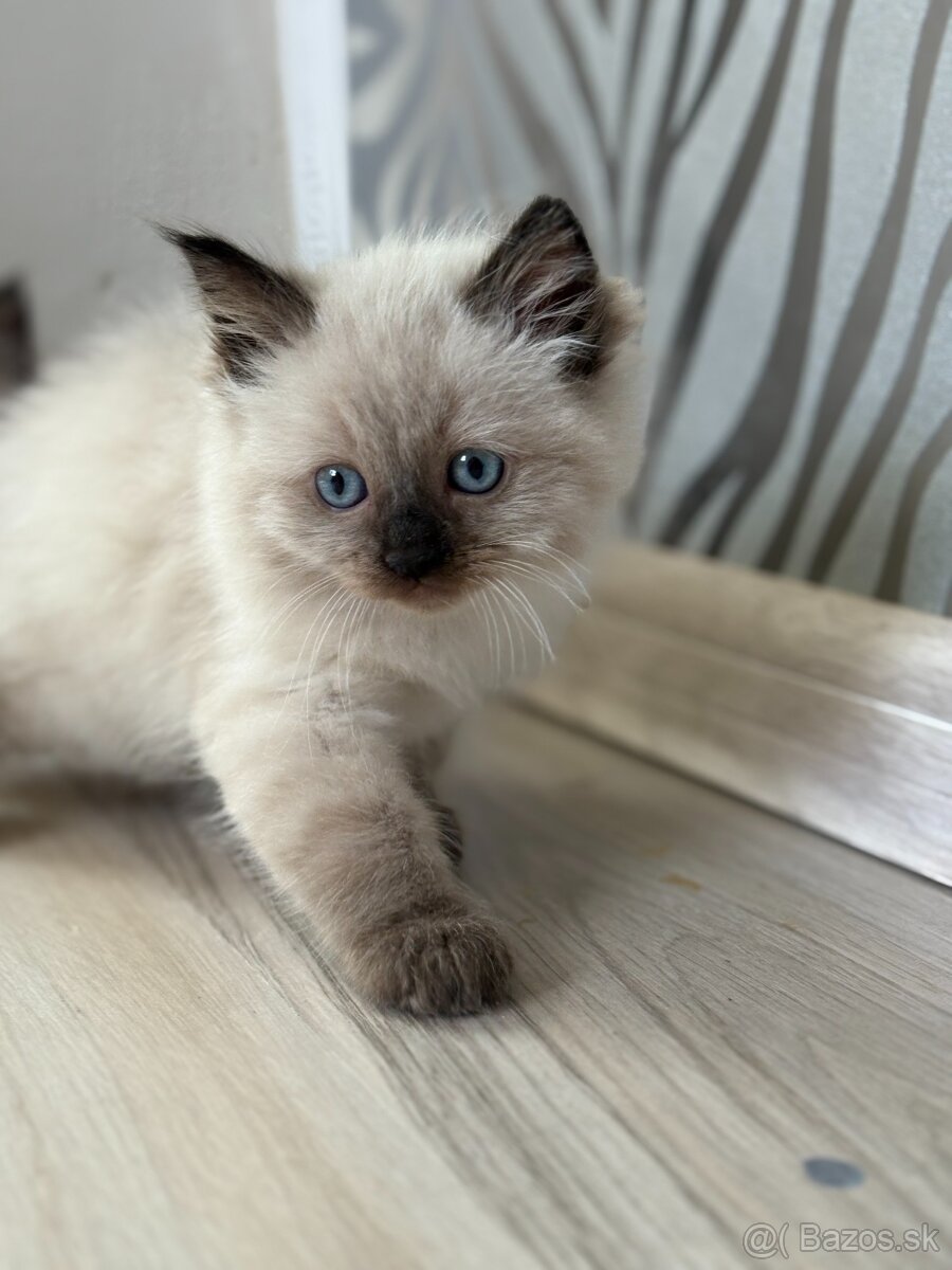 Predám mačiatka ragdoll