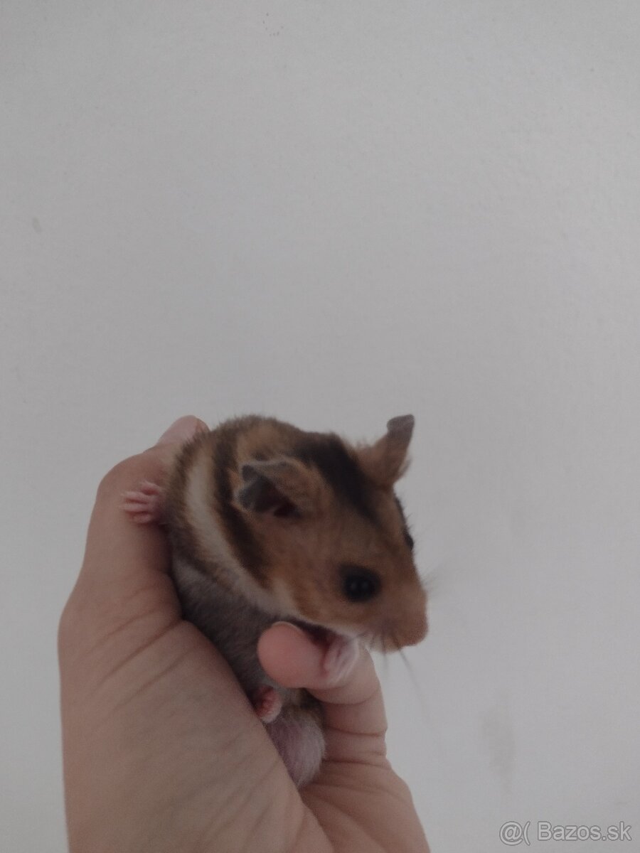 Škrečok