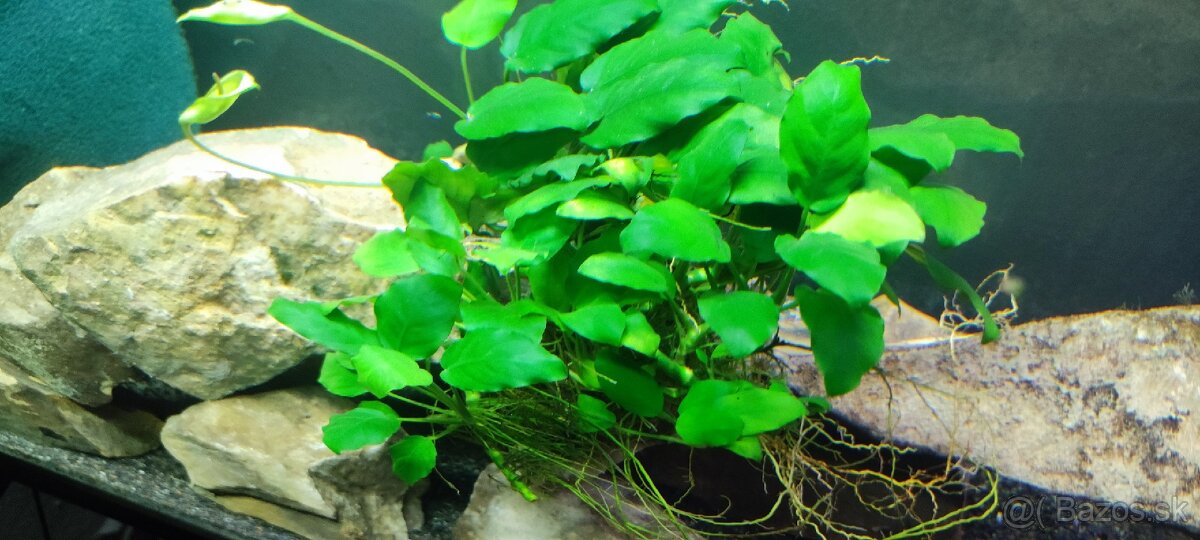 Anubias