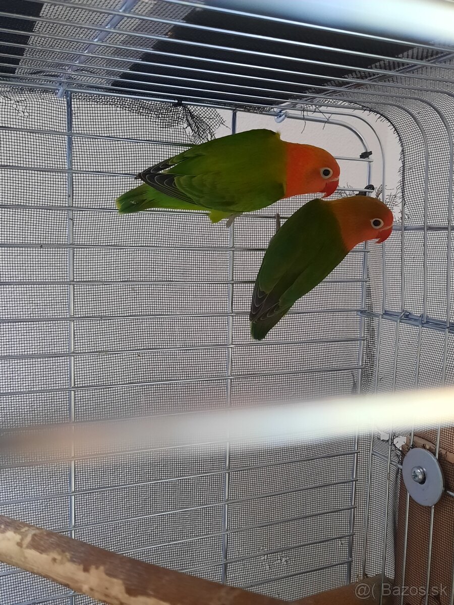 Agapornis