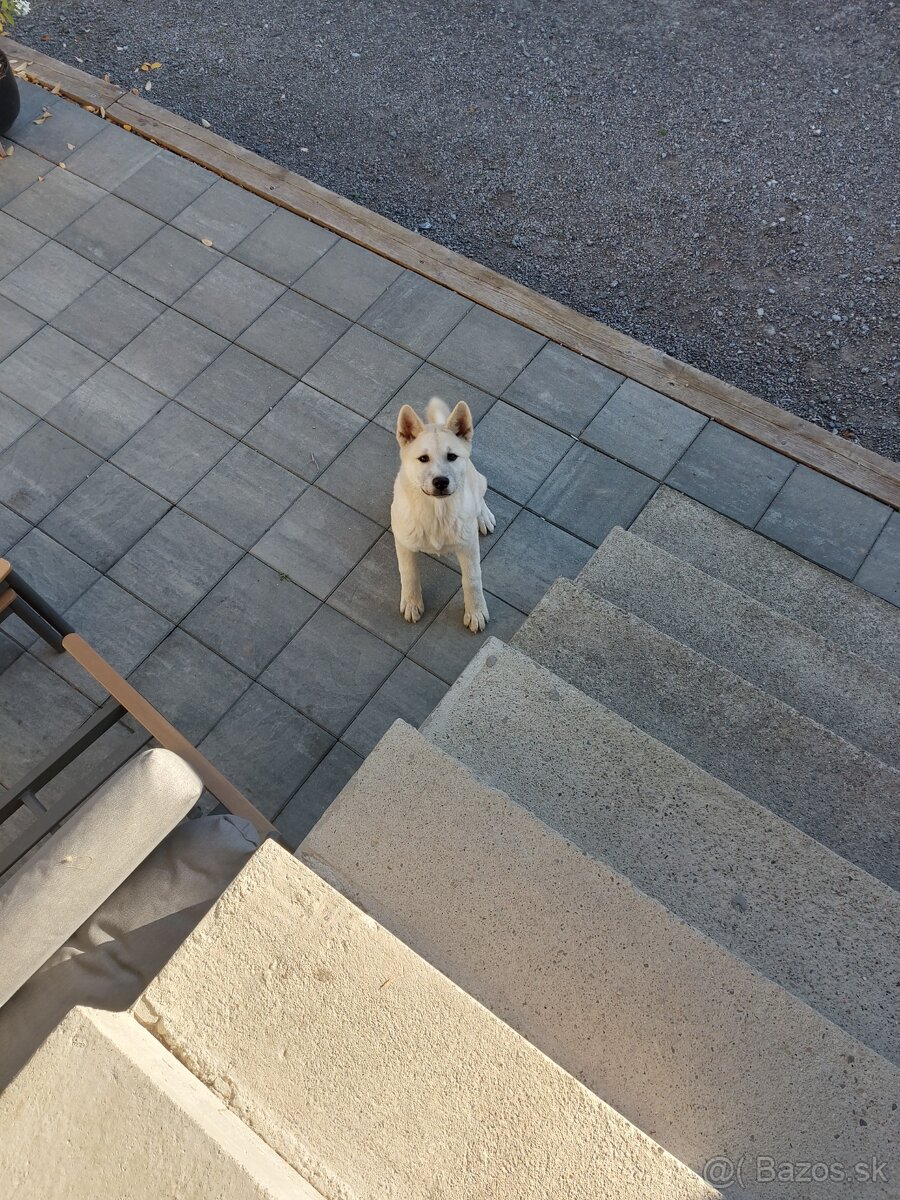 Akita inu