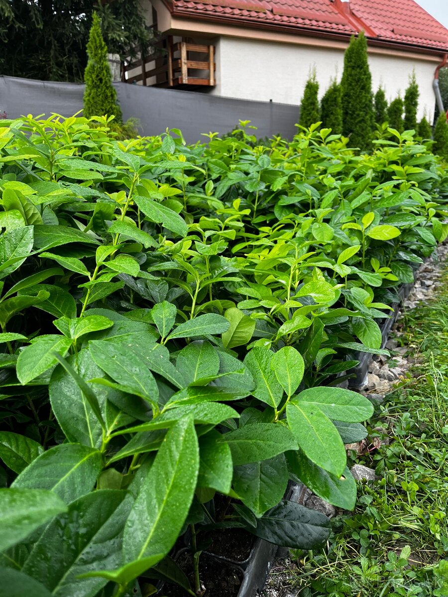 vavrinovec 30-40cm/3€